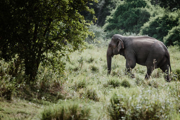 Elephants in a National Park from Sri Lanka