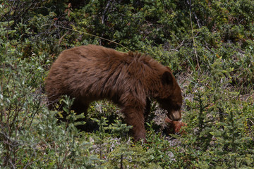 bear cub brown 2