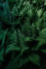 Naklejka na ściany i meble Beautyful ferns leaves. Tropical Fern Bushes