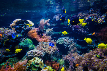 Naklejka na ściany i meble Aquarium. Underwater life landscape