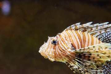 Fototapeta na wymiar fish under water colored