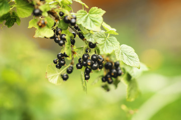Branch with ripe berries of black currant, sunny day. Natural summer green background