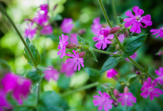 Red Campion or Catchfly (Silene dioica) pink wild flower