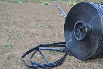 Drip irrigation for watering vegetables.