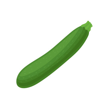 Fresh marrow squash or zucchini. Ripe green vegetable. Natural and healthy food. Ingredient for vegetarian dish. Flat vector icon