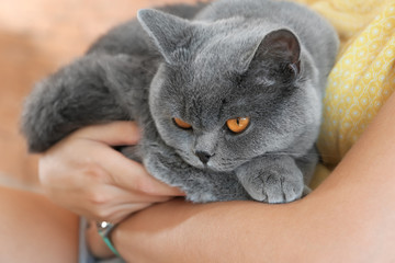 Woman holding cute British Shorthair cat, closeup