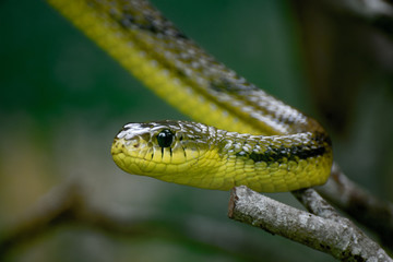 green snake 2