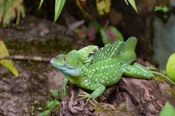 Basalisk lizard