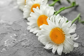 Fototapeta na wymiar Beautiful chamomile flowers on grey background