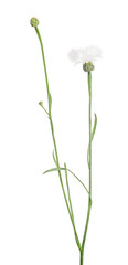 Fototapeta na wymiar pure white isolated cornflower