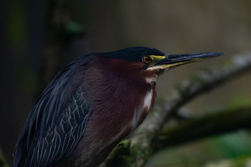 Green Heron, Costa Rica