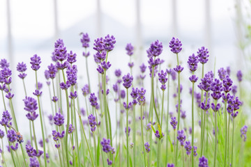 Violet lavender blooming fields in furano, hokaido, japan.Closeup focus ,flowers background.