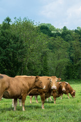 Herds of bulls in a mountain pasture in southern France