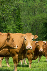 Herds of bulls in a mountain pasture in southern France