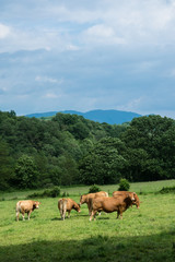 Fototapeta na wymiar Herds of bulls in a mountain pasture in southern France