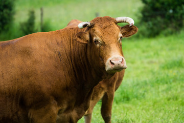 Herds of bulls in a mountain pasture in southern France