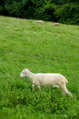 herds of sheep in a mountain pasture in southern France