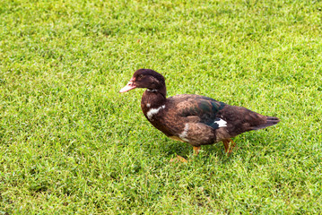 Small black duck walk on grass
