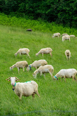Obraz premium herds of sheep in a mountain pasture in southern France