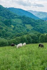 herds of sheep in a mountain pasture in southern France