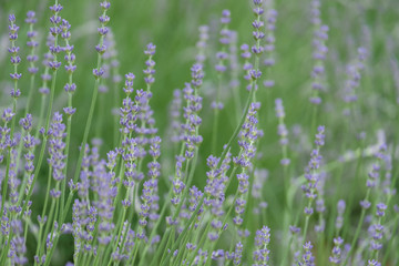 Violet lavender blooming fields in furano, hokaido, japan.Closeup focus ,flowers background.