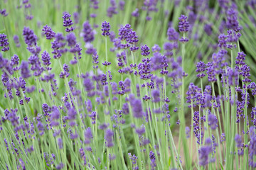 Violet lavender blooming fields in furano, hokaido, japan.Closeup focus ,flowers background.