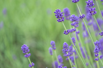 Violet lavender blooming fields in furano, hokaido, japan.Closeup focus ,flowers background.