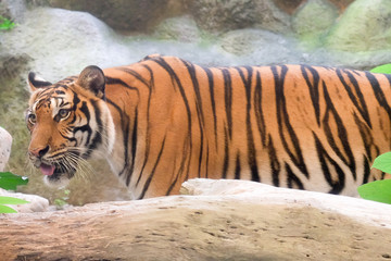 INDOCHINESE TIGER (Panthera tigris corbetti) in the zoo at Thailand