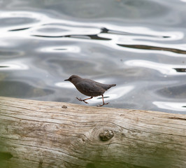 Bird on log