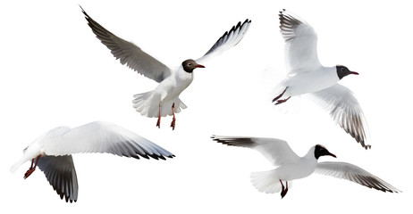 Obraz premium small cutout four flying black-headed gulls