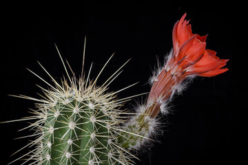 Cactus Echinocereus polyacanthus densus with flower isolated on Black.