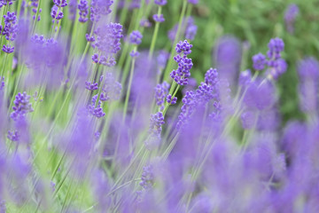 Naklejka premium Violet lavender blooming fields in furano, hokaido, japan.Closeup focus ,flowers background.