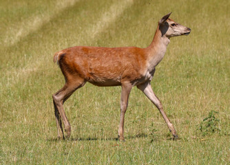 Red Deer female in the sunshine