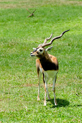 Antilope cervicapra(Blackbuck)in meadow at the zoo ,Thailand.