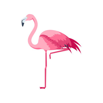 Cartoon Pink Flamingo Bird Set. Vector