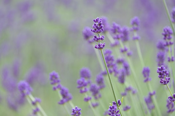 Violet lavender blooming fields in furano, hokaido, japan.Closeup focus ,flowers background.