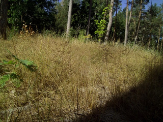 Grass in a forest