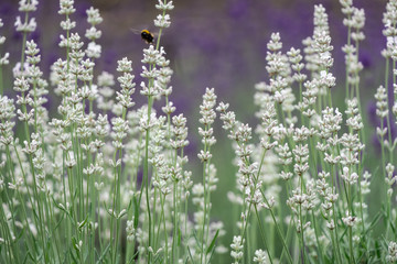 Violet lavender blooming fields in furano, hokaido, japan.Closeup focus ,flowers background.