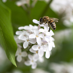 Bee collects honey on a bush of lilac.
