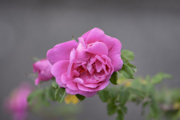 Pink flower wild rose on a gray background