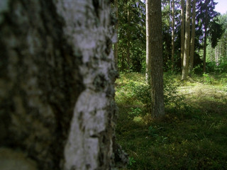 birch in sweden