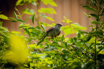 Little bird sitting on a branch of cherry