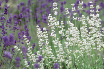 Violet lavender blooming fields in furano, hokaido, japan.Closeup focus ,flowers background.