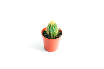 Small cactus in red pot on white background