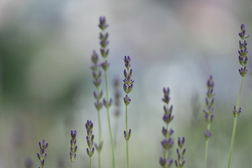 Fototapeta premium Violet lavender blooming fields in furano, hokaido, japan.Closeup focus ,flowers background.