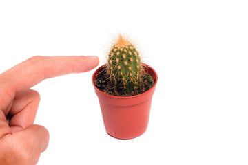 Finger touching a cactus on a white background