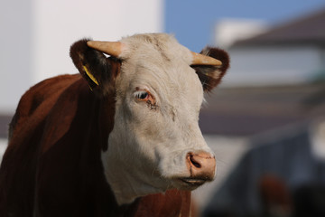Cornish cow 