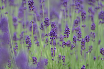 Obraz premium Violet lavender blooming fields in furano, hokaido, japan.Closeup focus ,flowers background.