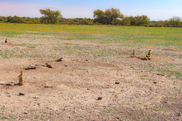 プレーリードッグ