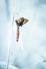 insecte papillon azuré commun en été en plan rapproché dans une prairie sur fonds blanc